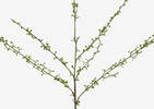 Branche mini pousses du printemps Hopper