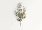 Branche de pin Sapling