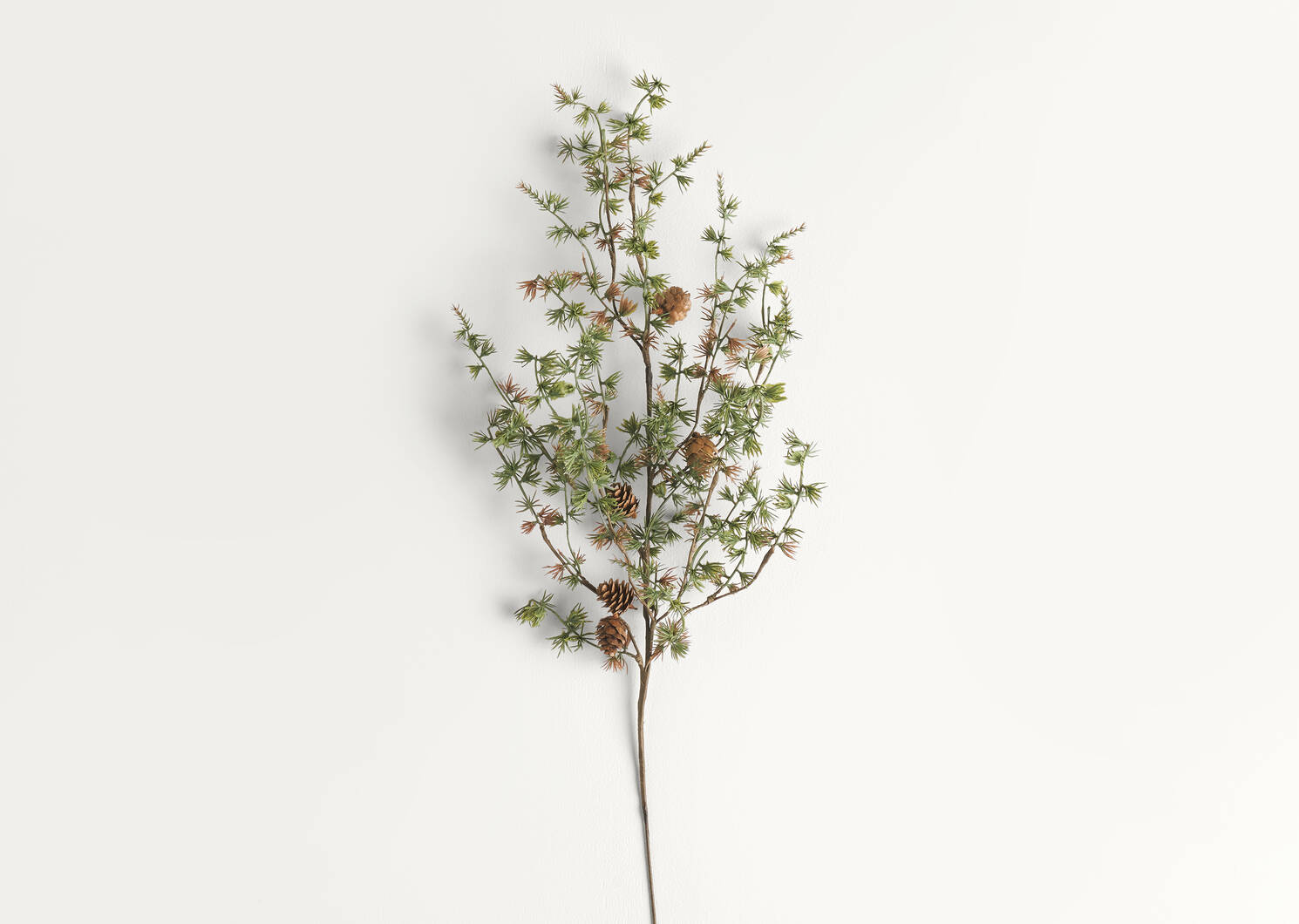 Branche de pin Sapling