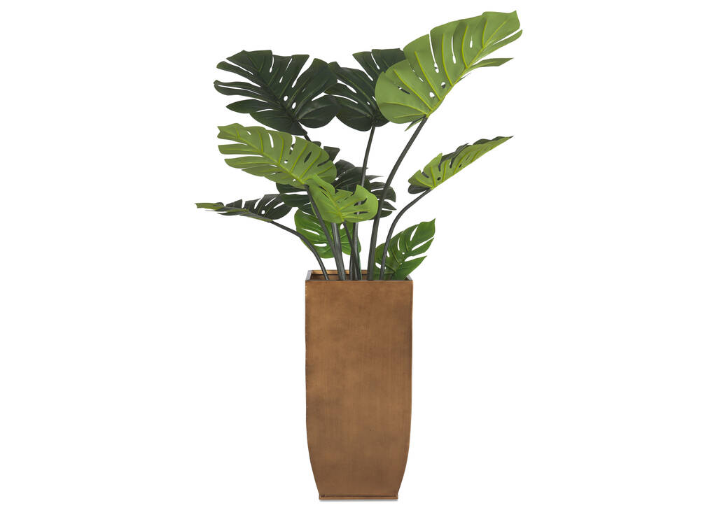 Monstera Plant Potted
