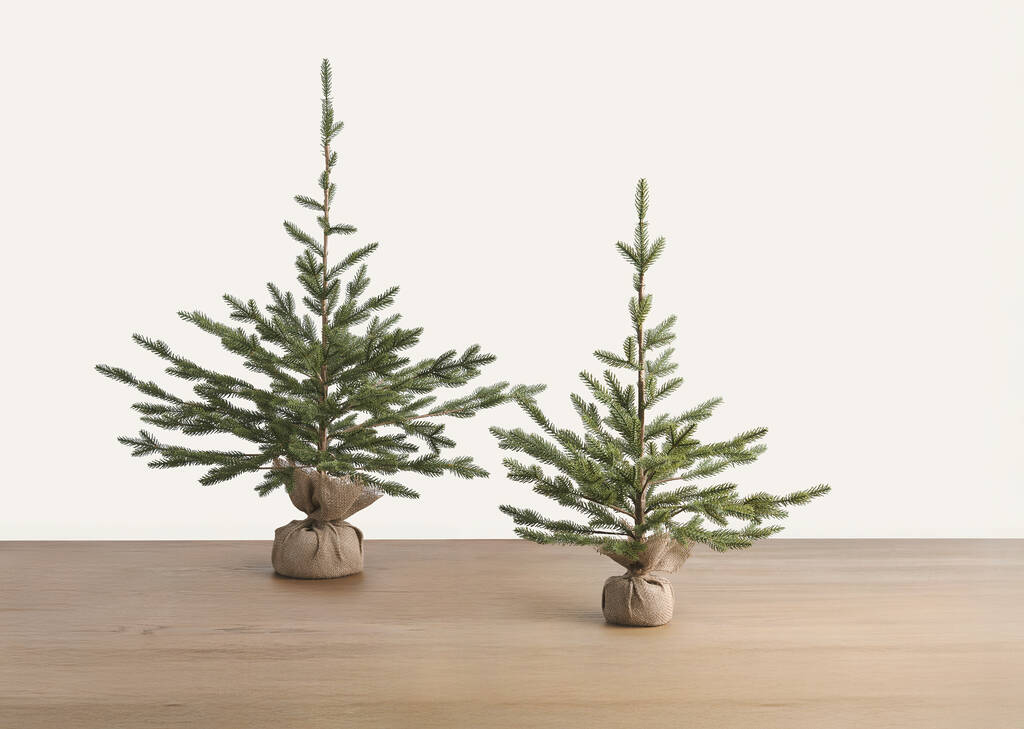 Petit arbre en pot Fernie