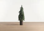Sapins de Noël Seymour