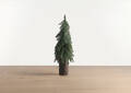Grand sapin Seymour