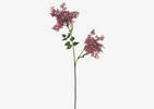 Miki Stonecrop Stem Pink