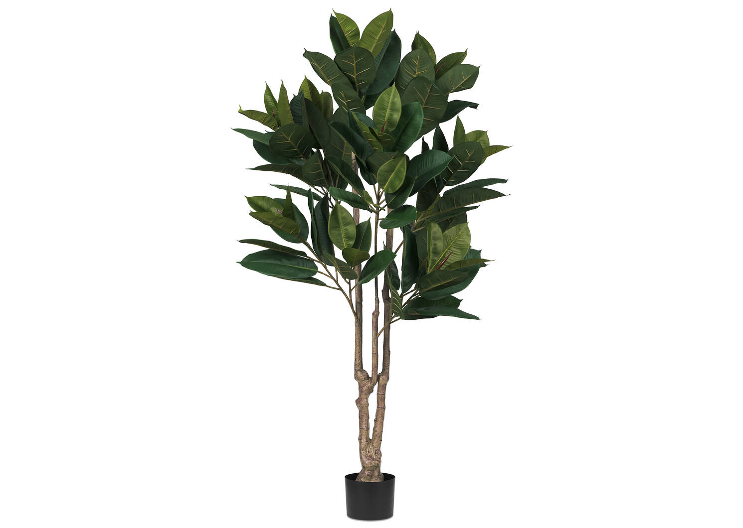 Hévéa en pot Troye