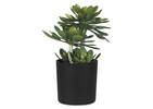Succulentes en pot Echeveria