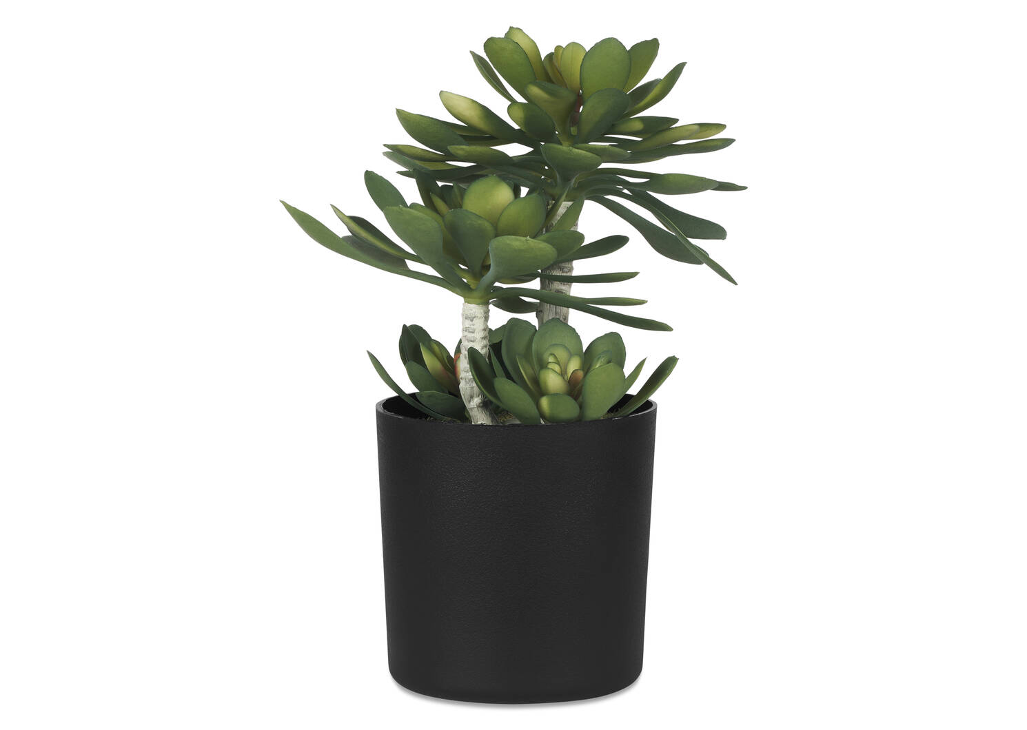 Succulentes en pot Echeveria