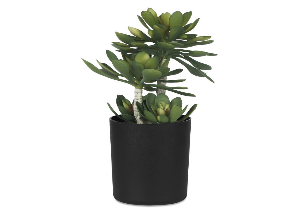 Echeveria Succulent Potted