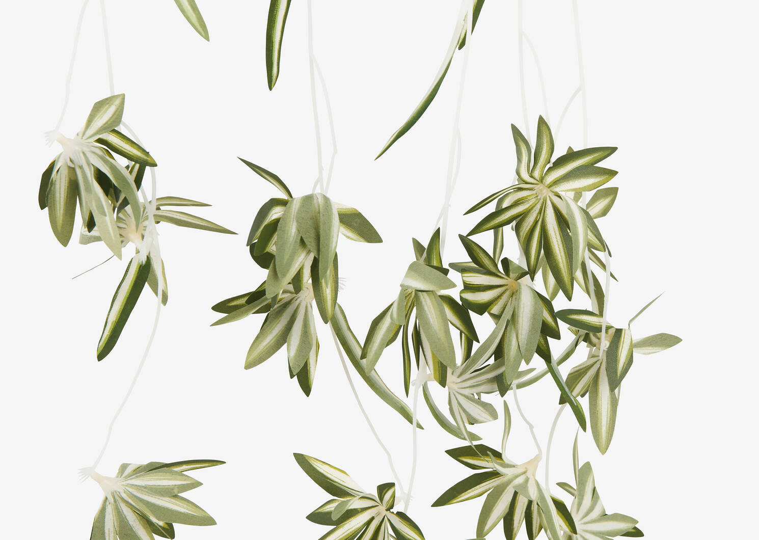 Sidra Spider Plant Branch