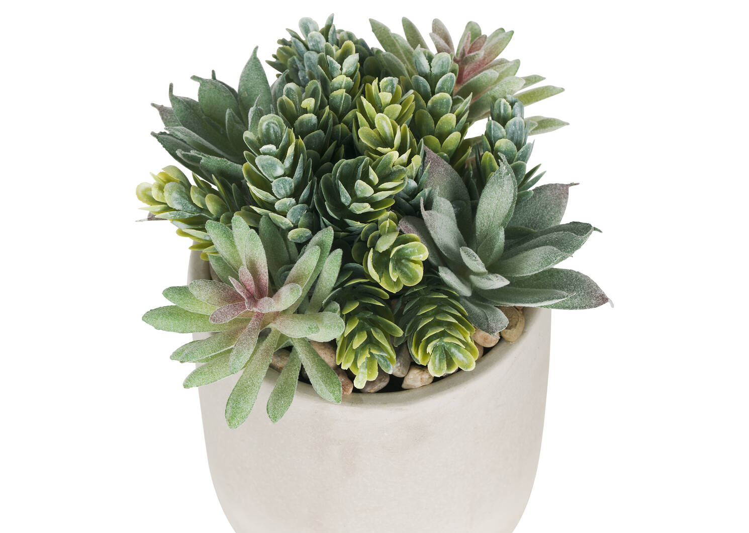 Hailey Succulants Potted