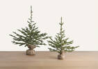 Grand arbre en pot Fernie