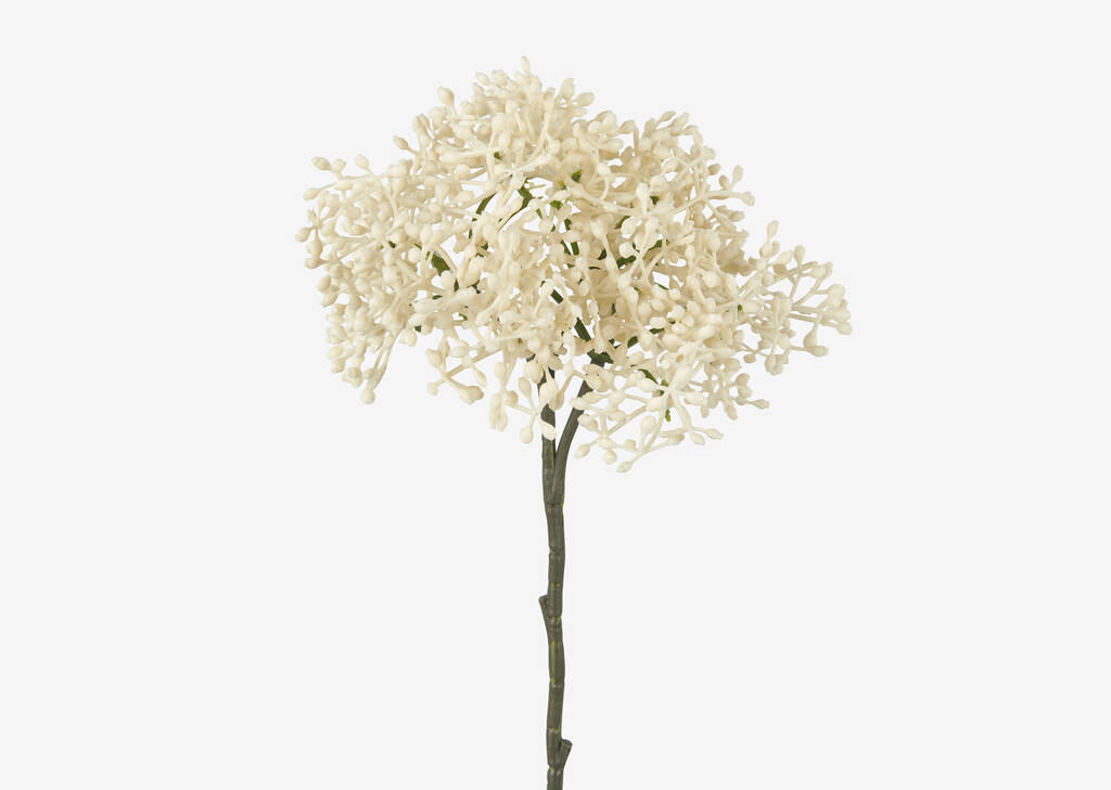 Beare Elderberry Stem Ivory