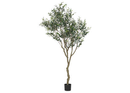 Cyprus Olive Tree Potted 7ft