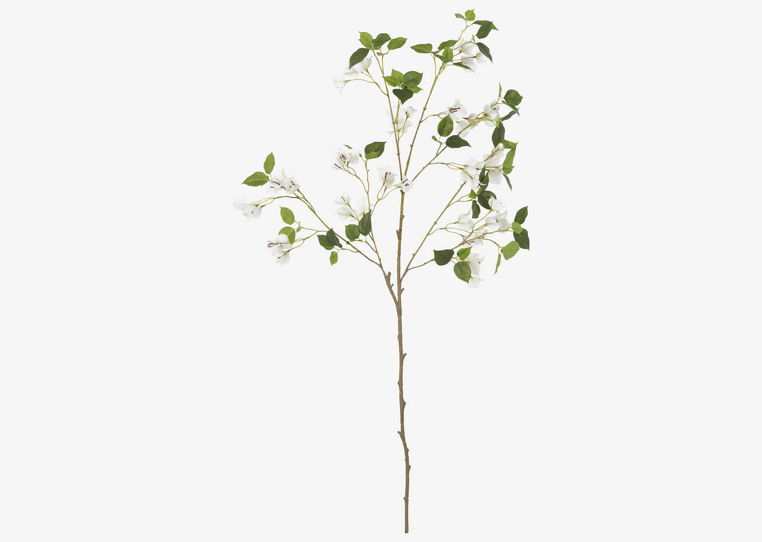 Branche de bougainvilliers Desi blancs