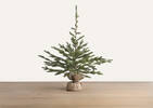 Grand arbre en pot Fernie