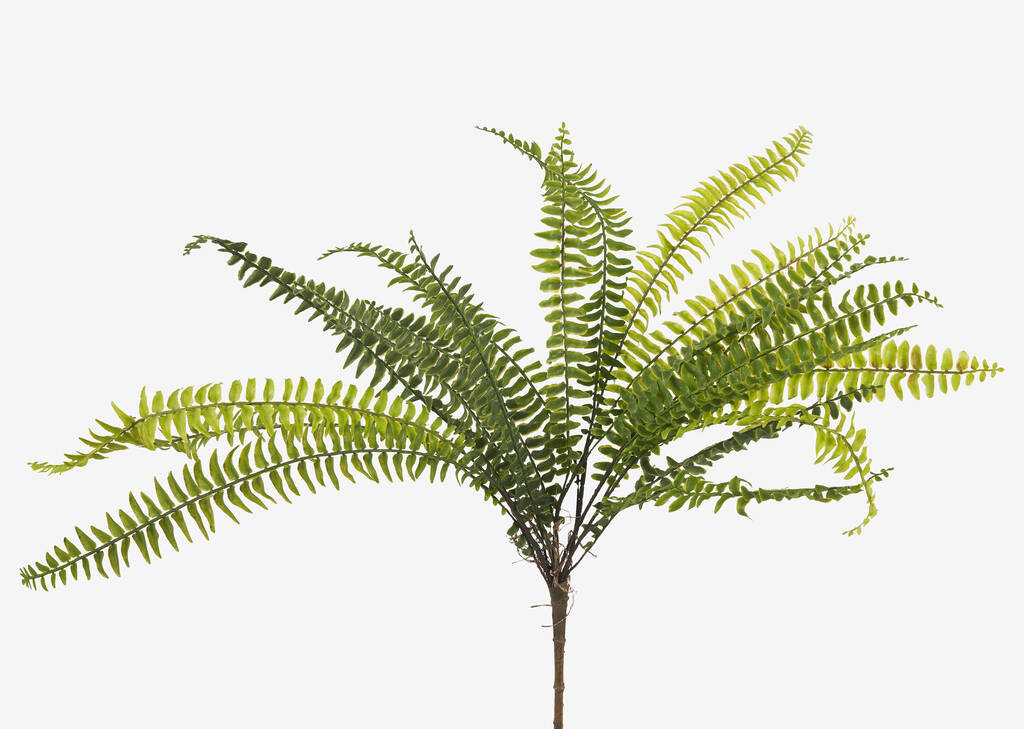 Jylan Long Fern Bunch