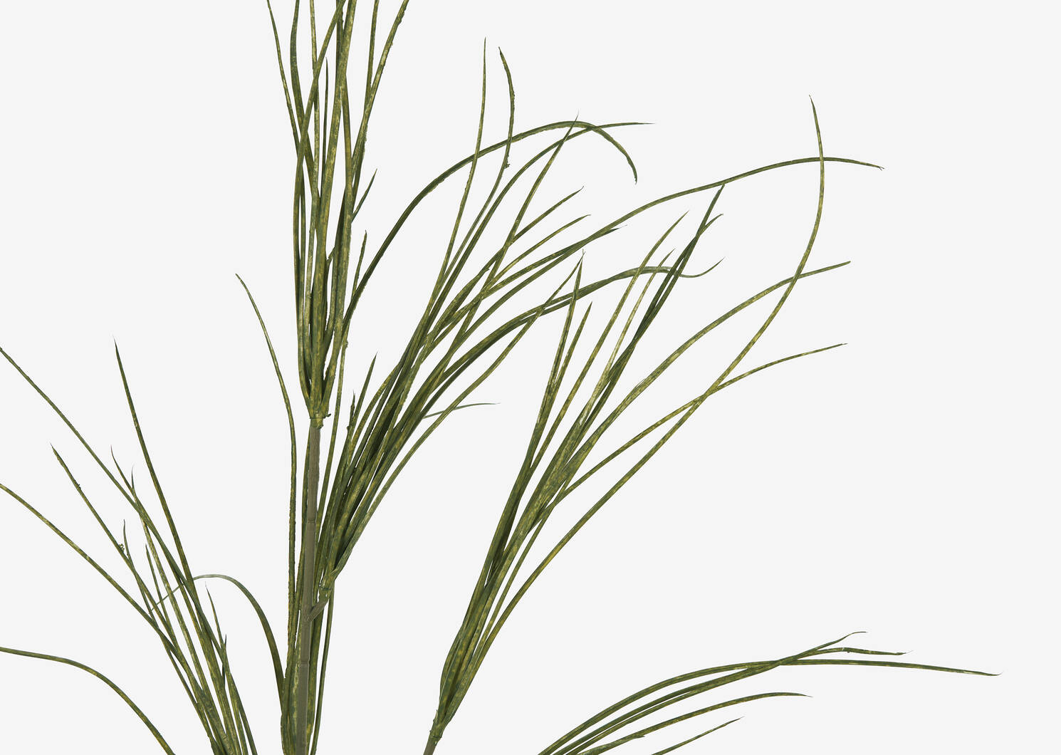 Branche d’herbes Tevin