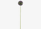 Tige d'allium Etna violet