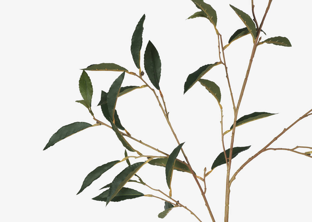 Abrell Vase & Elena Laurel Spray Branches