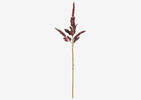 Tige Rumex rouge