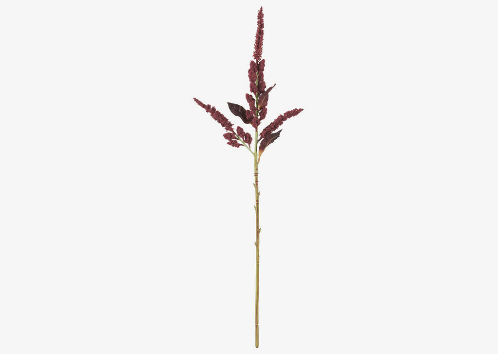 Tige Rumex rouge