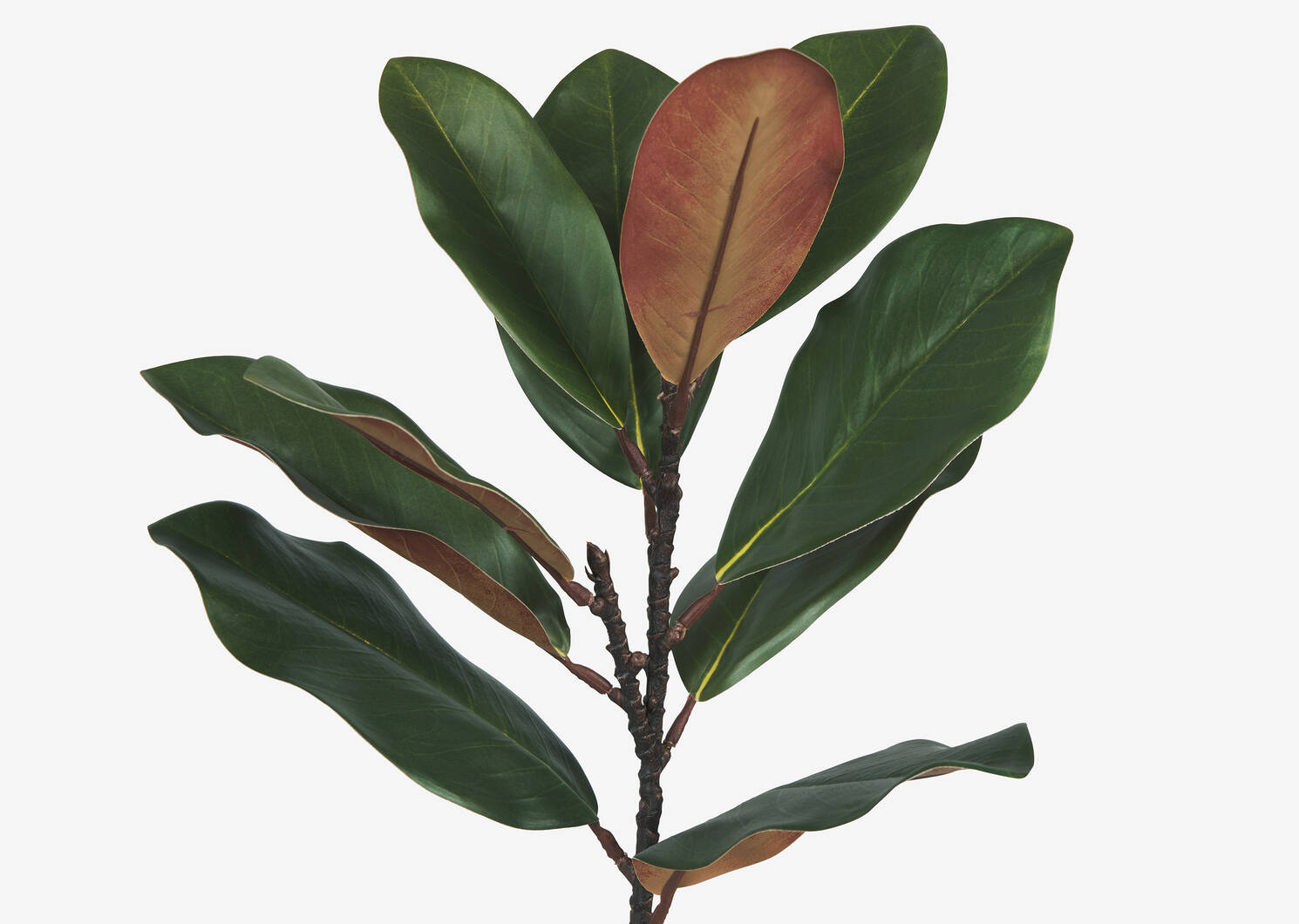 Aster Magnolia Branch Green/Brown