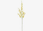 Liza Dancing Orchid Branch Yellow