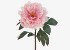 Tige de pivoine Jayde rose