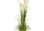 Bodi Pampas Grass Potted Green