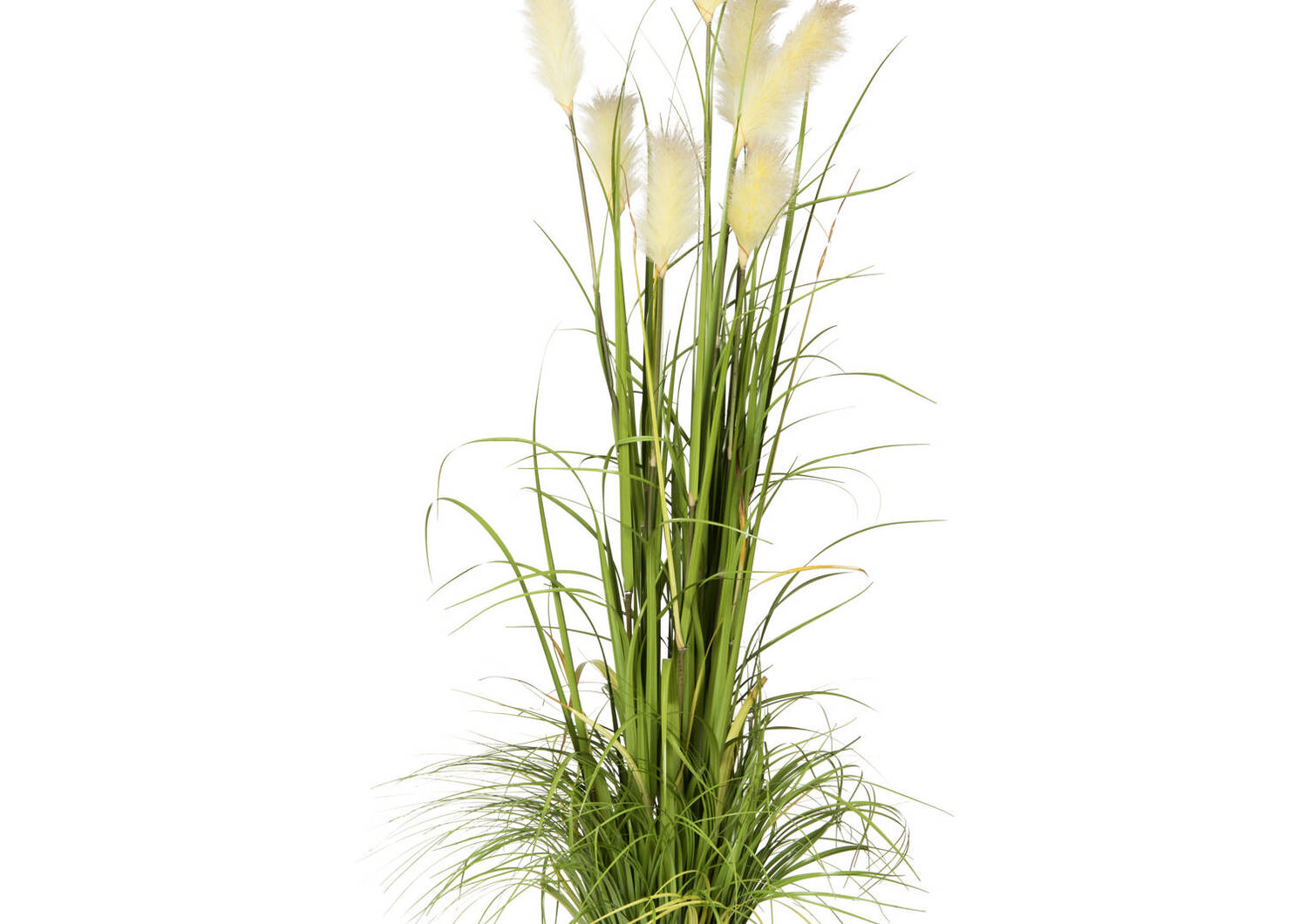 Bodi Pampas Grass Potted Green