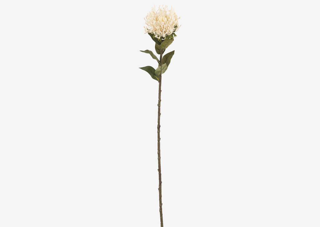 Tige de leucospermum Jada ivoire