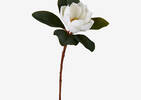 Tige de magnolia Kelli blanc