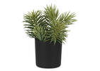 Succulentes en pot Senecio