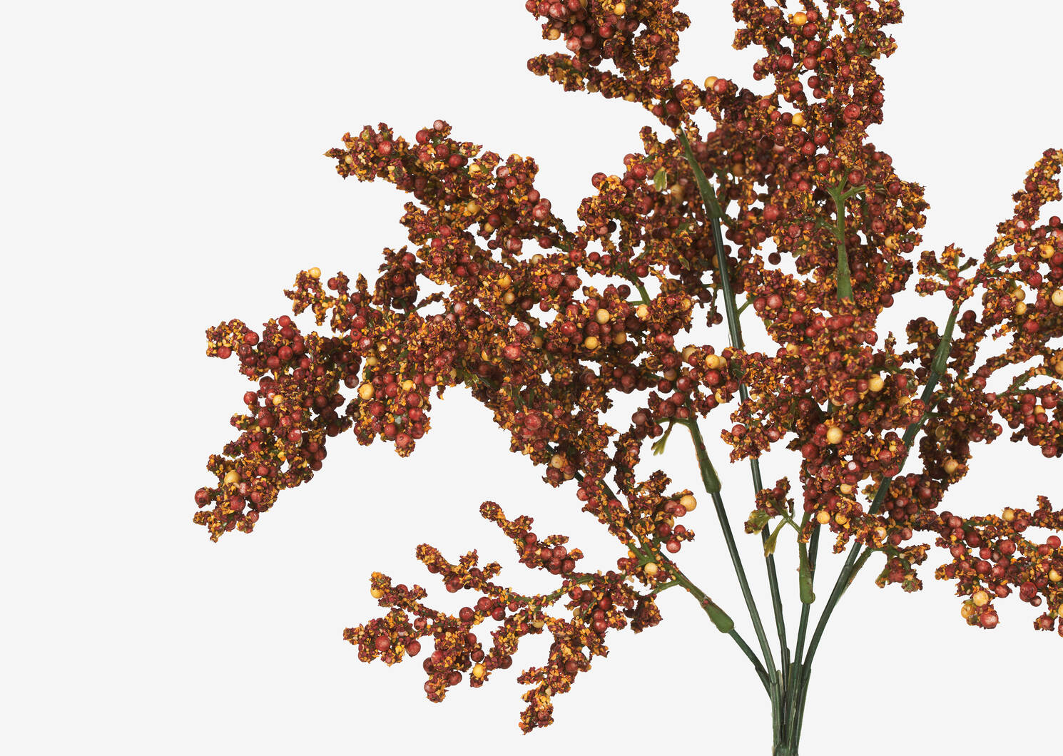 Esther Seeded Flower Stem Rust