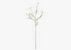 Elana Anemone Stem White