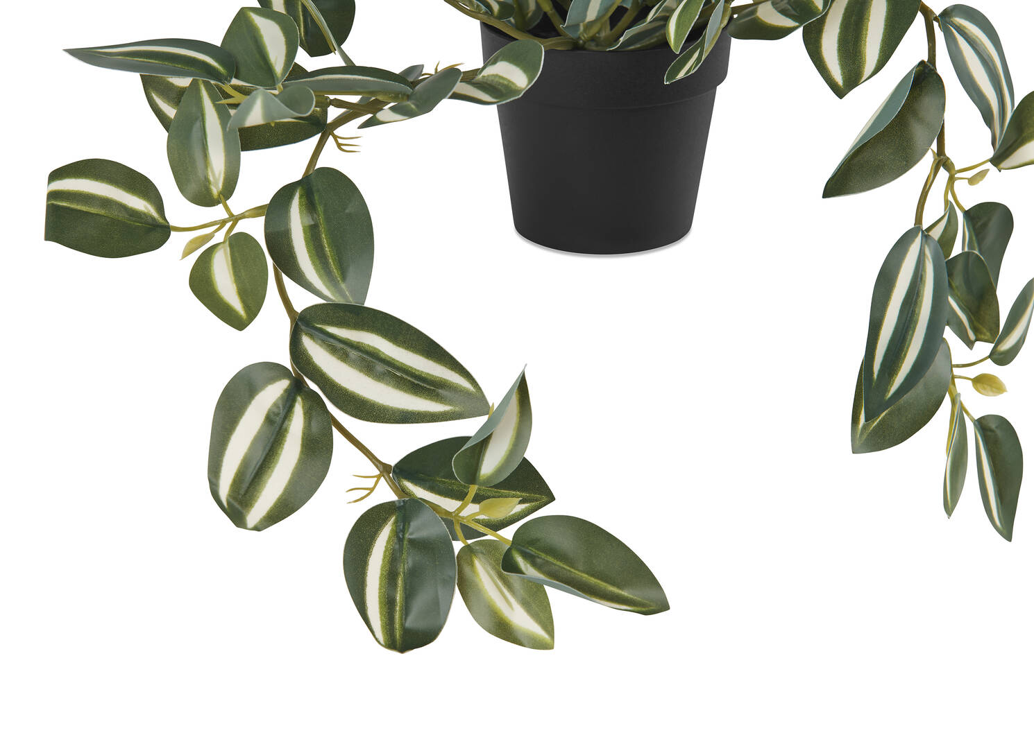 Zebrina en pot