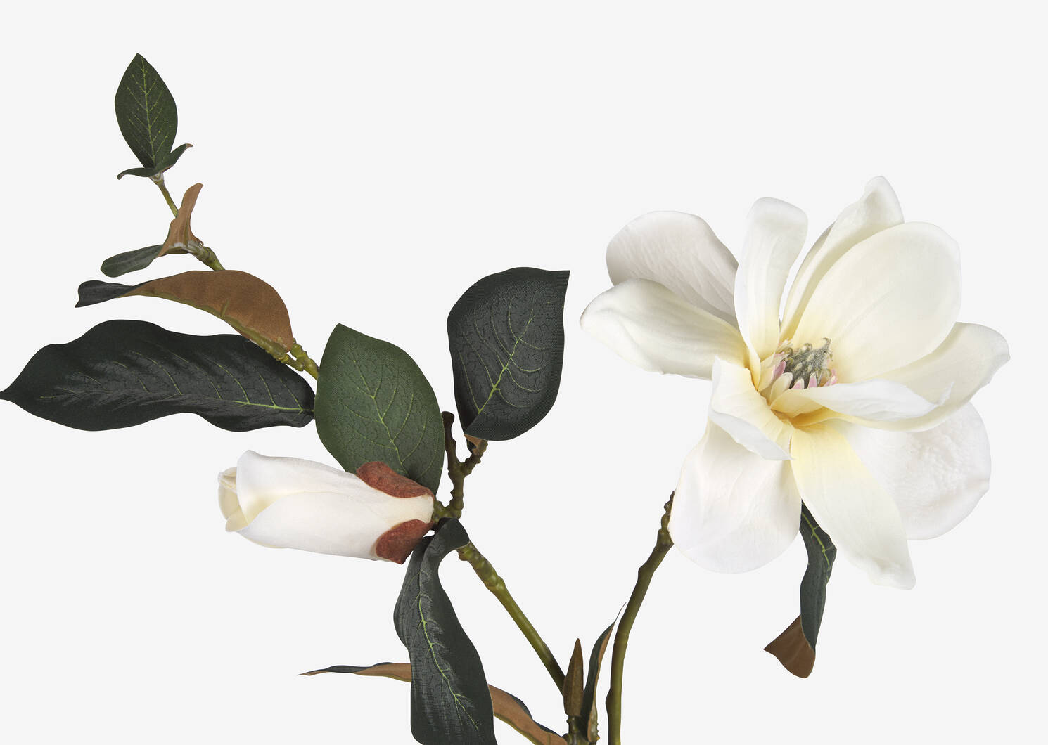 Tige de magnolia Wess