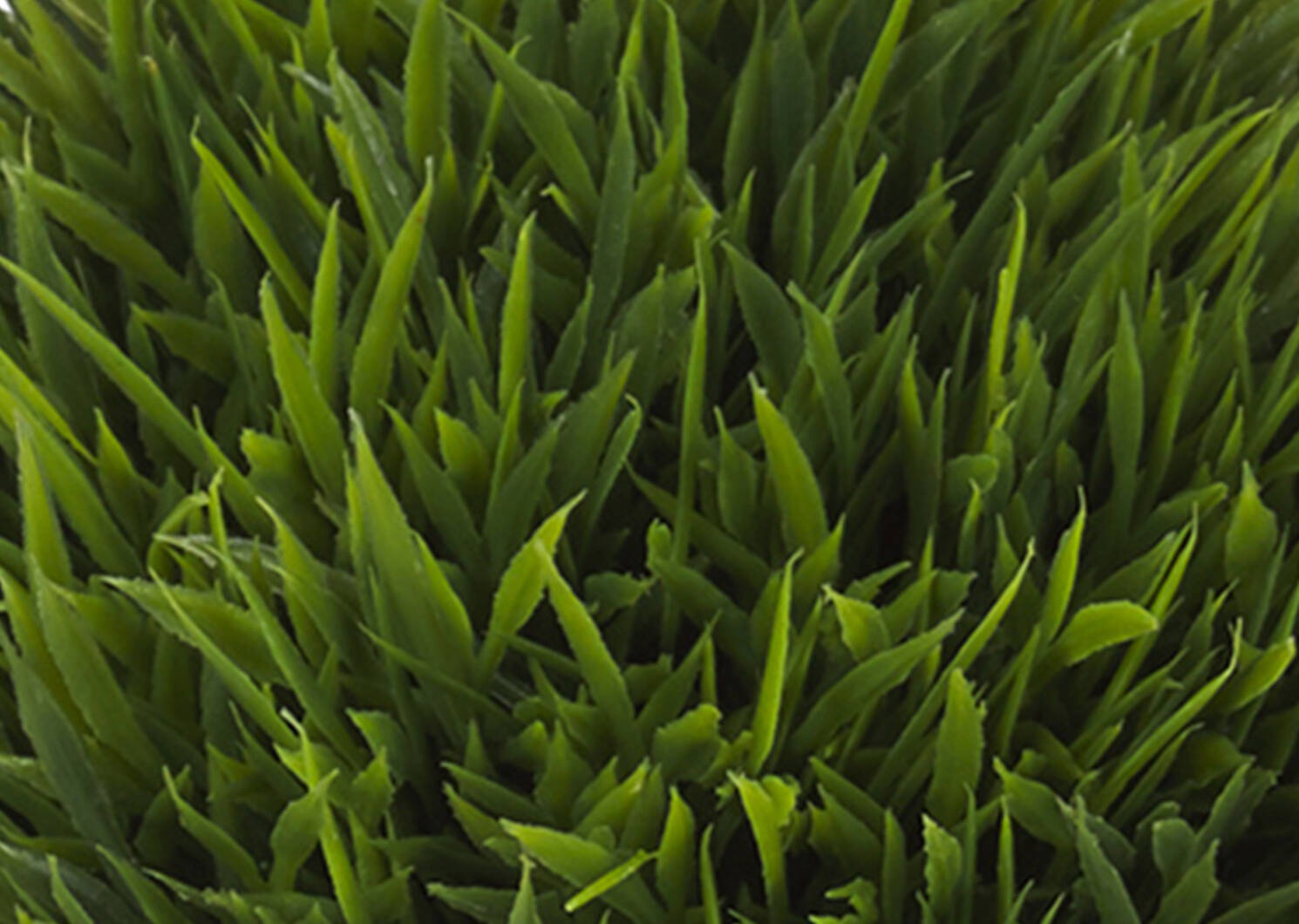 Sena Grass Potted