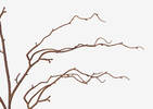 Branche de chatons Liliana