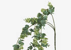 Eucalyptus suspendu Marla