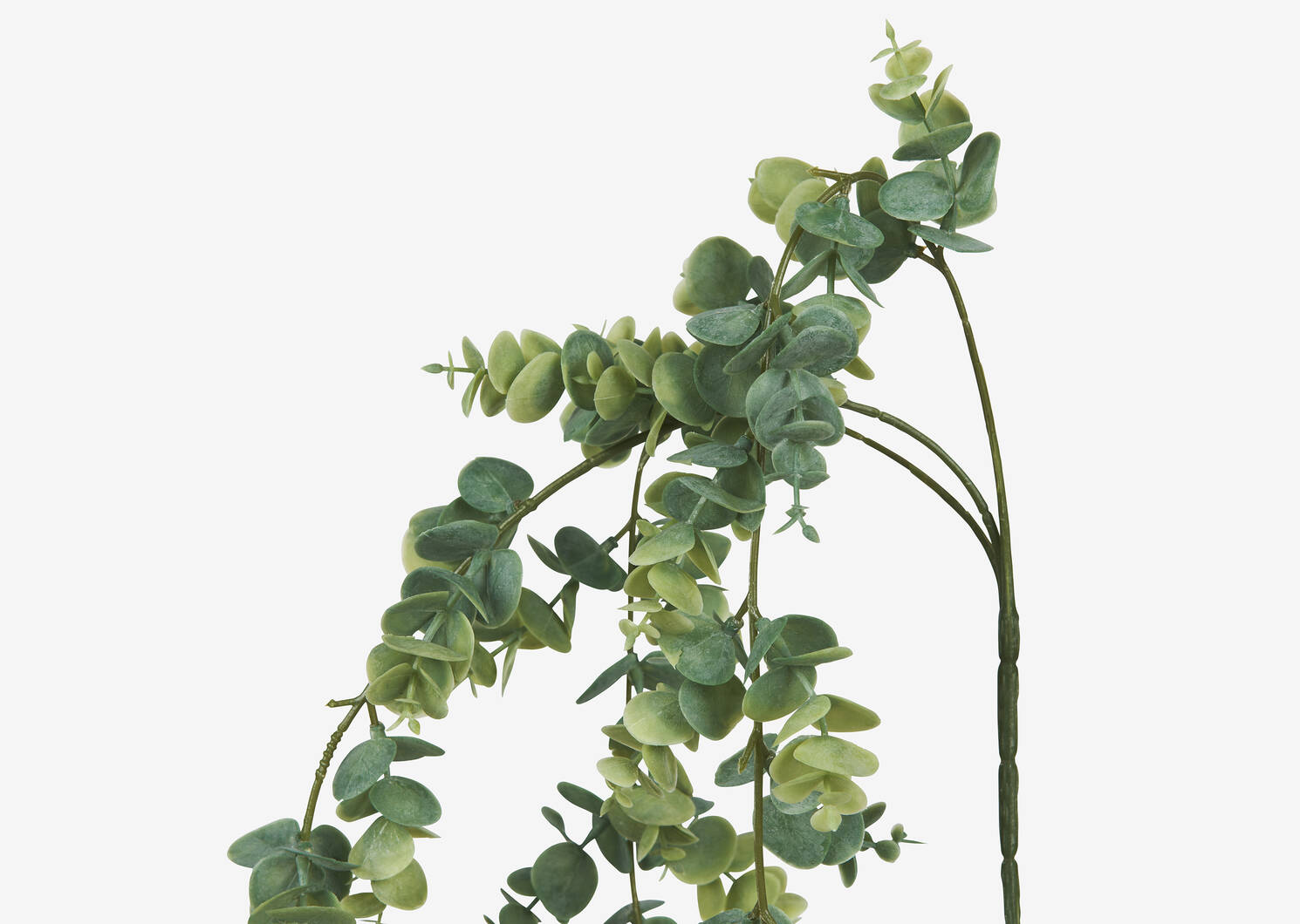 Eucalyptus suspendu Marla