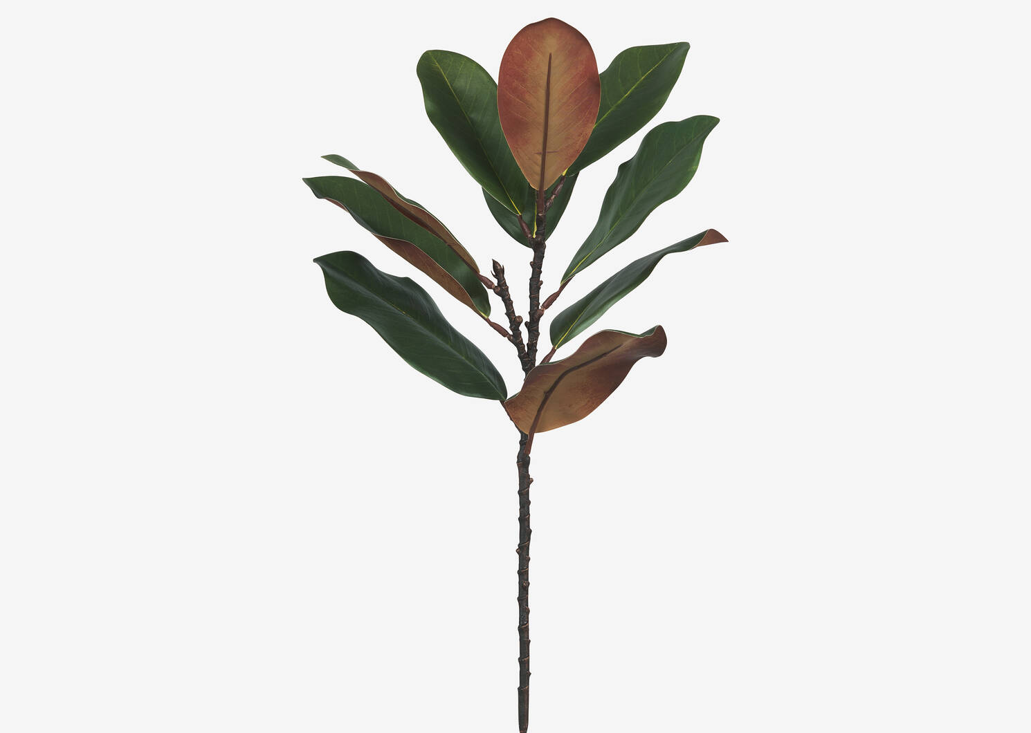 Aster Magnolia Branch Green/Brown