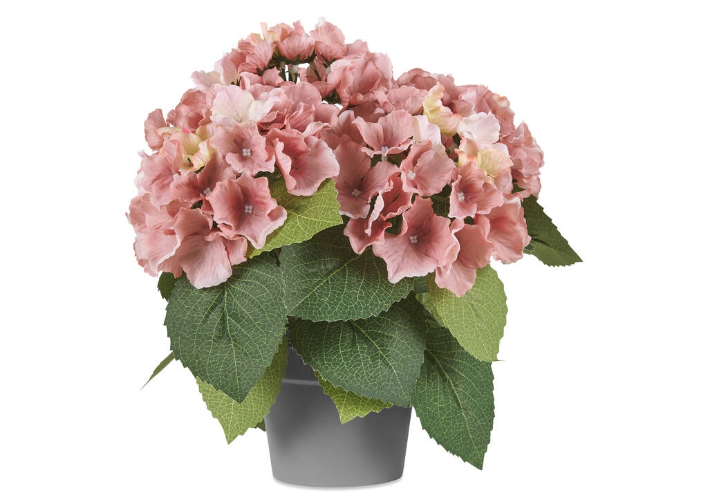 Hydrangée en pot Marji rose