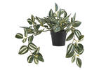 Zebrina en pot