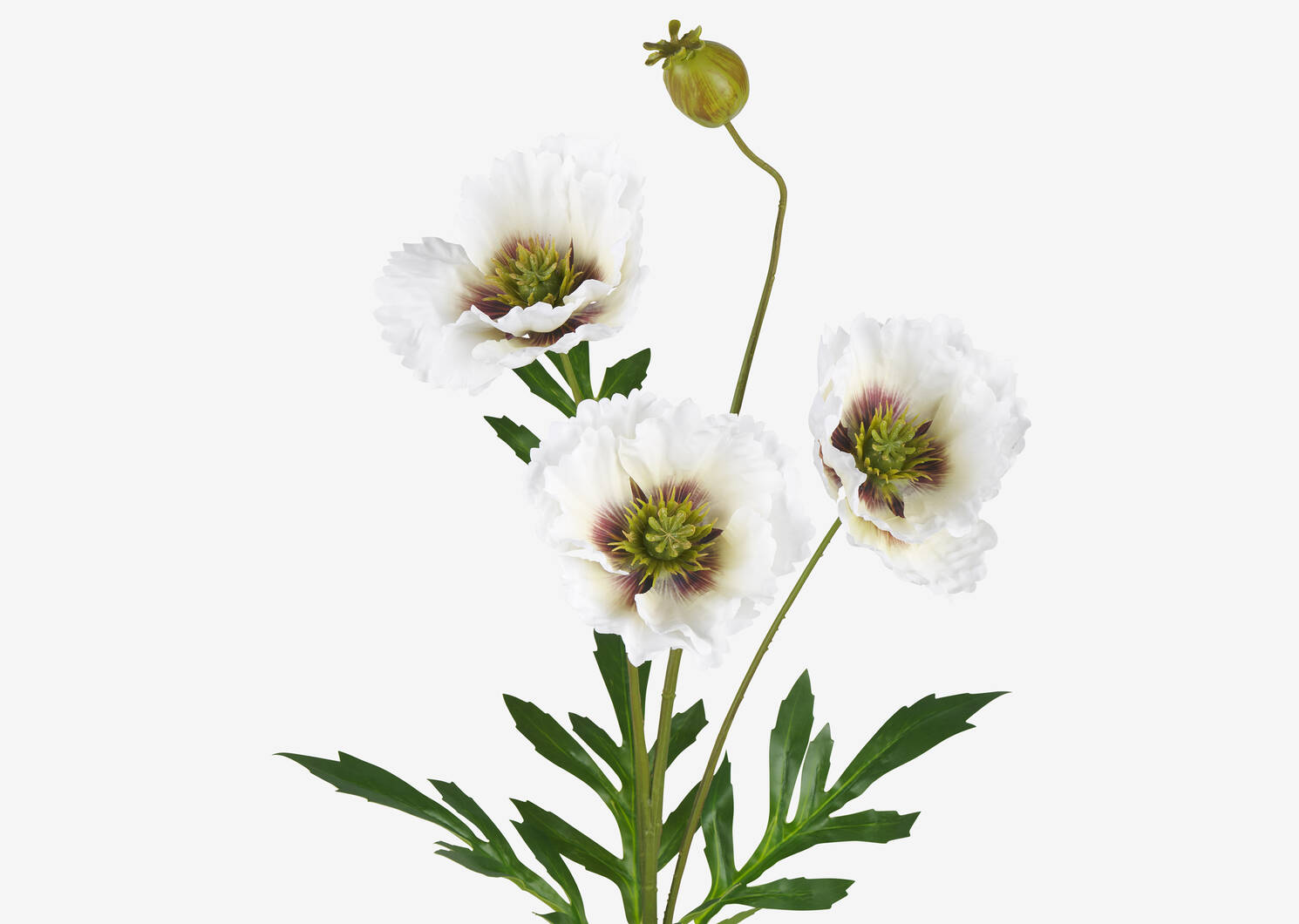 Tige de coquelicot Amity ivoire