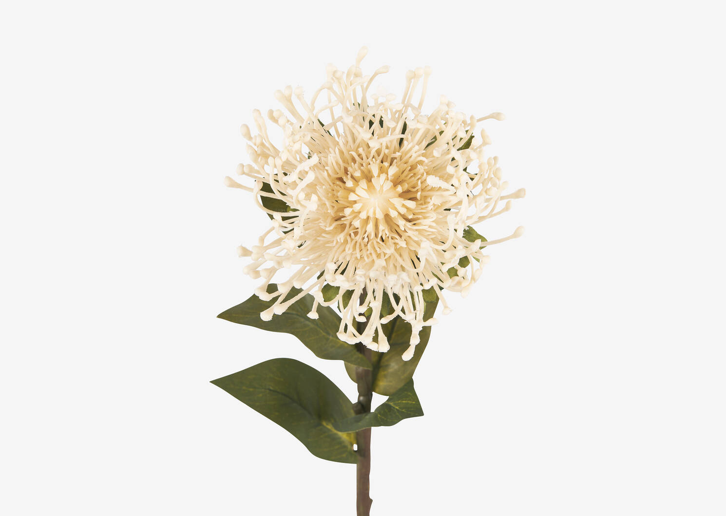 Tige de leucospermum Jada ivoire