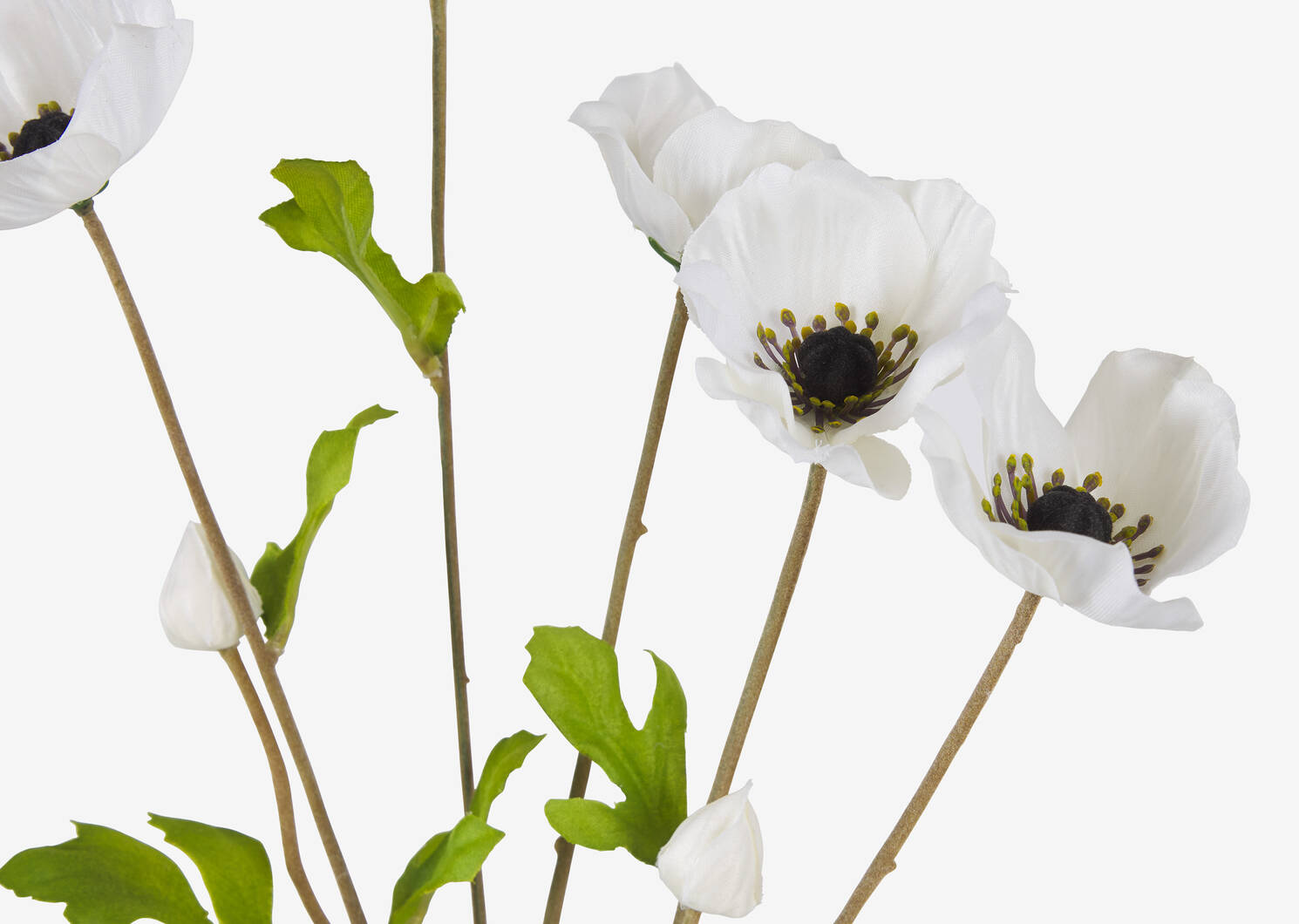 Florin Anemone Branch White