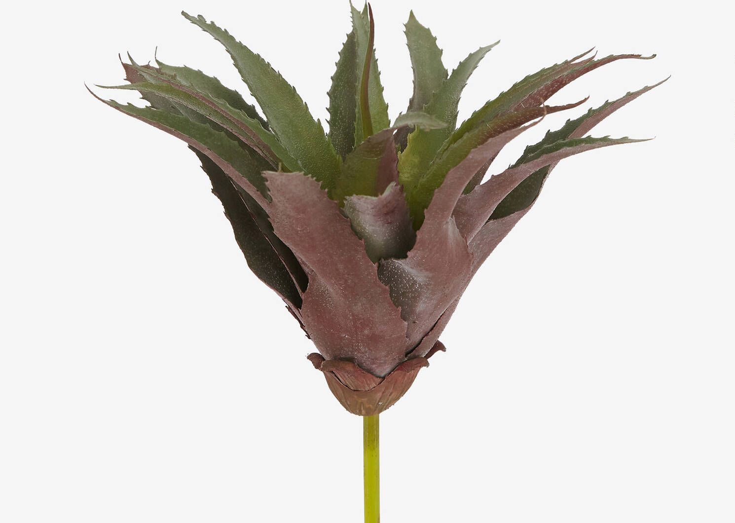 Keimi Aloe Plant Stem