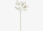 Tige de fleurs Carissa vertes