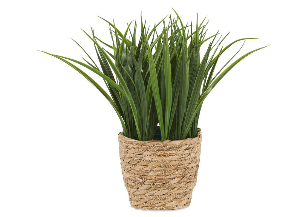 Edyn Grass Potted